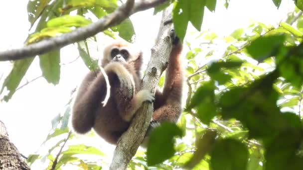 Gibbon Cute Małpa Gospodarstwa Wiszące Drzewie — Wideo stockowe