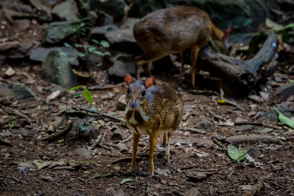 Tragulus Javanicus Pictures Tragulus Javanicus Stock Photos Images Depositphotos