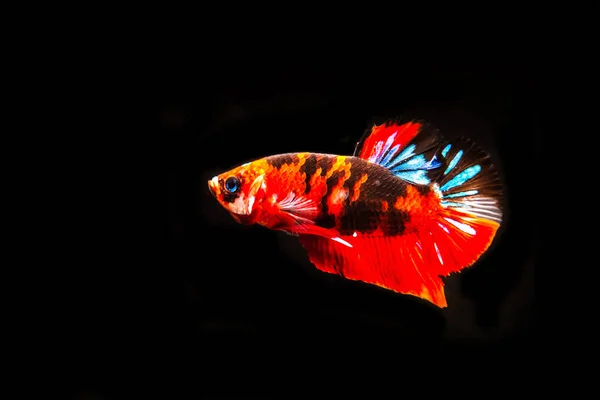 Kleurrijke Siamees Fighting Fish Zwarte Achtergrond — Stockfoto