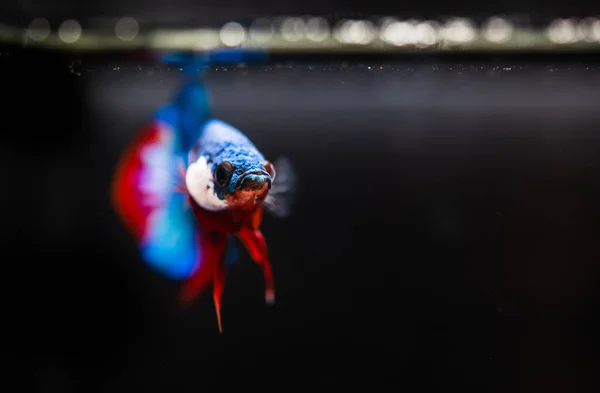 Ikan Siam Berperang Penuh Warna Pada Latar Belakang Hitam — Stok Foto