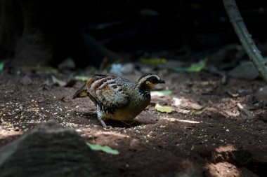 Bar Destekli Partridge kuşu yiyecek arıyor.