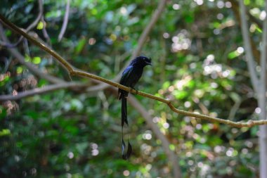Daha büyük raket kuyruklu drongo (Dicrurus paradiseus))