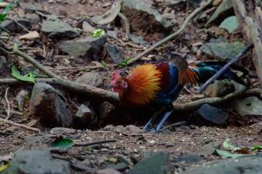 Kuş, Kızıl Orman Kuşu (Gallus gallus), yerde kuşlar