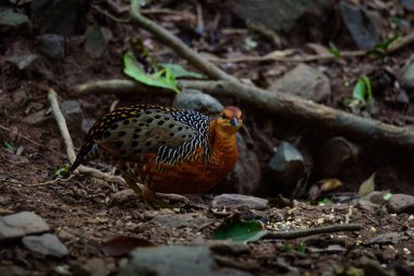 Ferruginous Partridge ormanda yerde yiyecek arıyor.