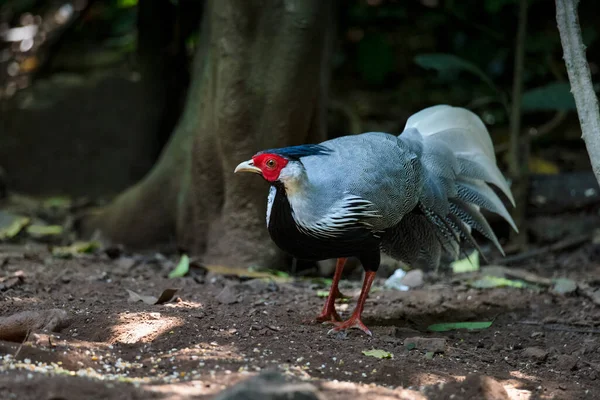 Kalij Pheasant Lophura Leucomelanos Pheasant Found Forests — Stock Photo, Image