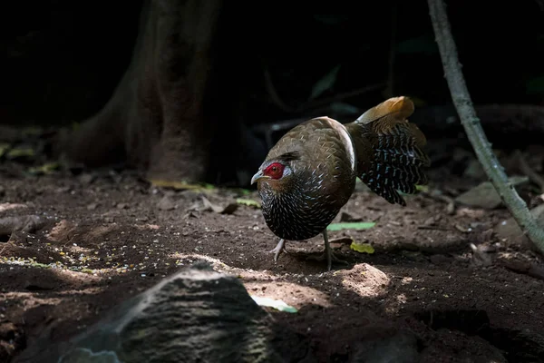 Kalij Pheasant Lophura Leucomelanos Pheasant Found Forests — Stock Photo, Image