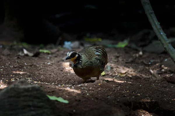 Bár Mögöttes Partridge Madár Táplálékszerzés — Stock Fotó