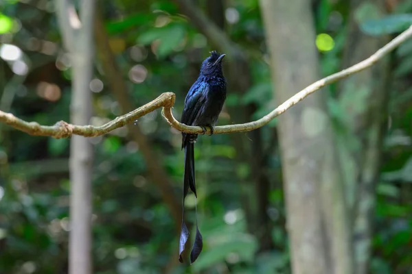 Grotere Racket Tailed Drongo Dicrurus Paradiseus — Stockfoto