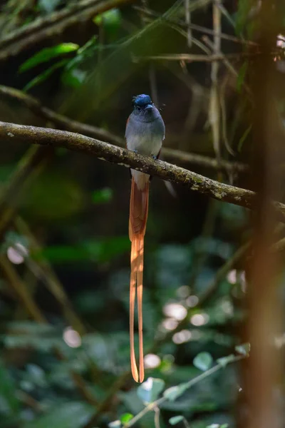 Aziatisch Paradijs Vliegenvanger Paar Vogels — Stockfoto