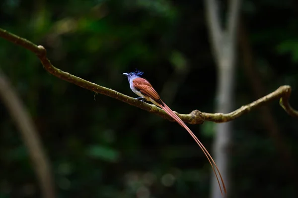 Asya Cennet Sinek Yakalayıcısı Bir Çift Kuş — Stok fotoğraf