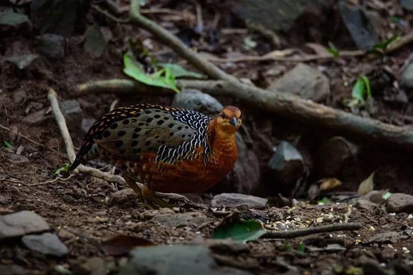 Ferruginous Partridge Ψάχνει Για Φαγητό Στο Έδαφος Στη Ζούγκλα — Φωτογραφία Αρχείου