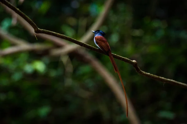 アジアの楽園フライキャッチャー 鳥のペア — ストック写真