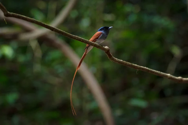 Asian Paradise Flycatcher Pair Birds — 스톡 사진