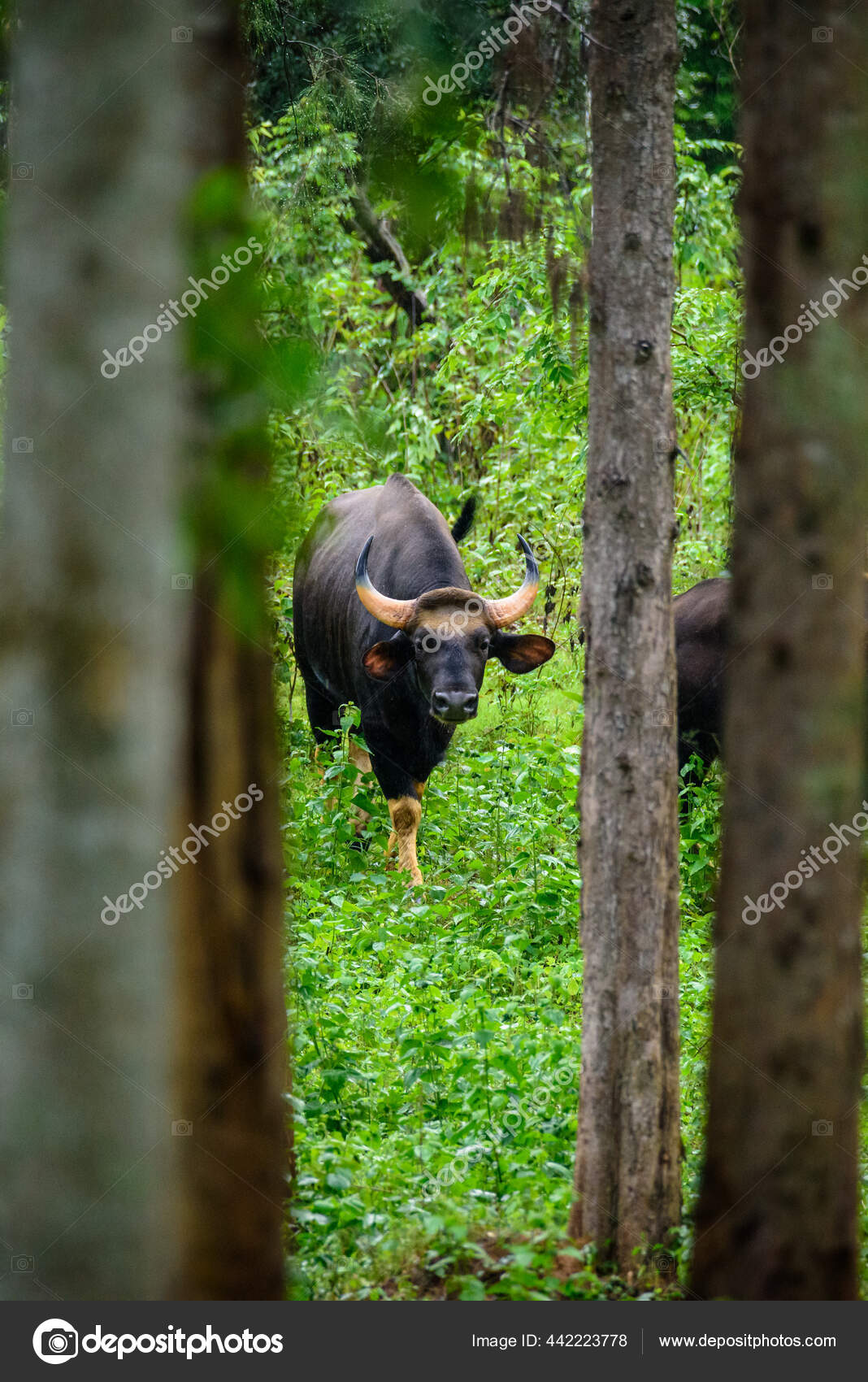 Gaur or indian bison Stock Photos, Royalty Free Gaur or indian bison Images  | Depositphotos