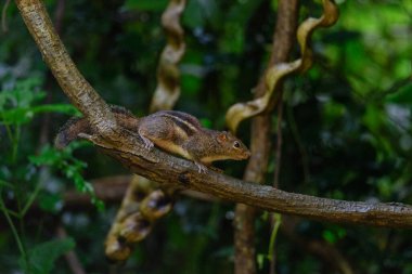 Pallas 'ın sincabı Callosciurus erythraeus, yiyecek için avlanır.