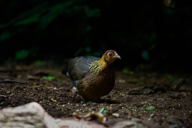 Kuş, Kızıl Orman Kuşu (Gallus gallus), yerde kuşlar