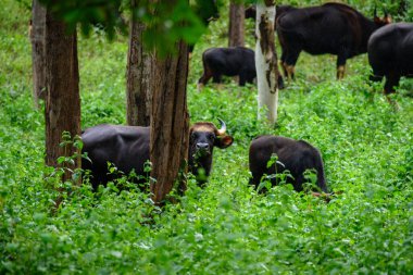 Gaur, doğadaki Hint bizonu.