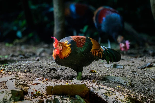 Πουλί Κόκκινα Φραγκόκοτα Gallus Gallus Πτηνά Στο Έδαφος — Φωτογραφία Αρχείου