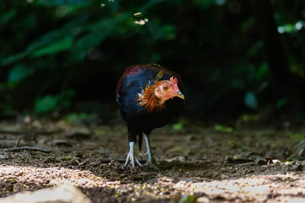 Vogel Red Junglefowl Gallus Gallus Vogels Grond — Stockfoto