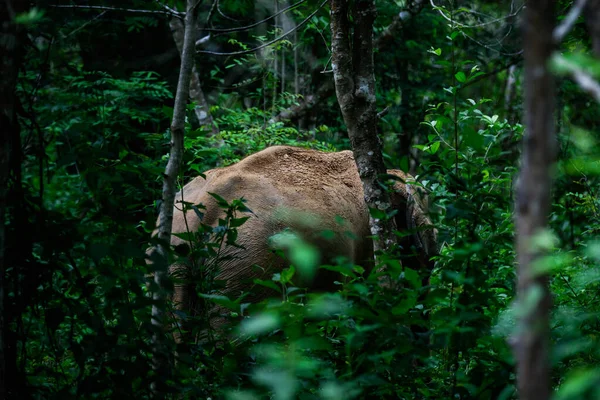 Дикий Слон Прекрасном Лесу — стоковое фото