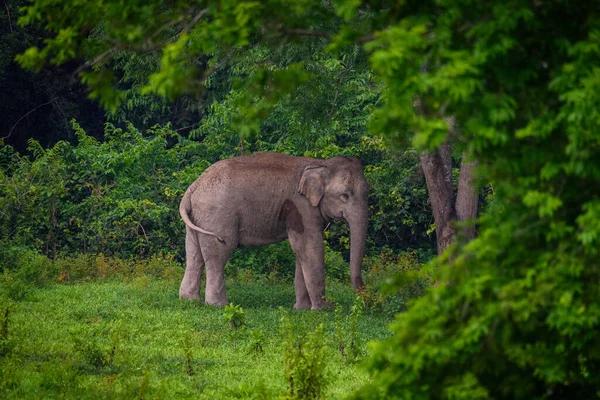 Дикий Слон Прекрасном Лесу — стоковое фото