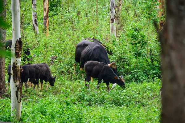 Gaur Bisonte Indio Naturaleza — Foto de Stock