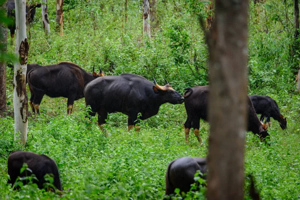 Gaur Bisonte Indio Naturaleza — Foto de Stock