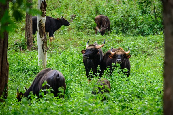 Gaur Bisonte Indio Naturaleza — Foto de Stock