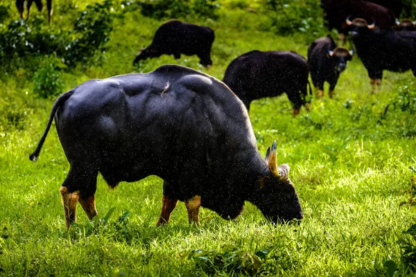 Gaur Bisonte Indio Naturaleza — Foto de Stock