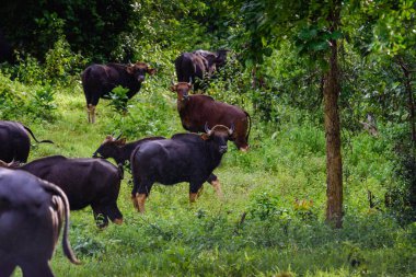 Gaur, doğadaki Hint bizonu..
