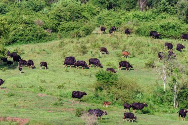 Çayırdaki Gaur sürüsü
