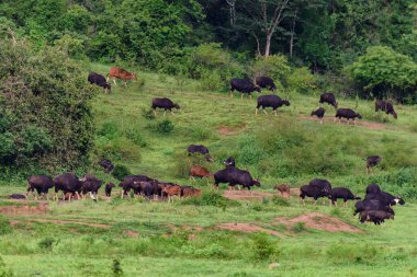Çayırdaki Gaur sürüsü