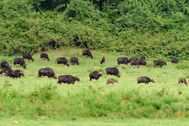 Çayırdaki Gaur sürüsü