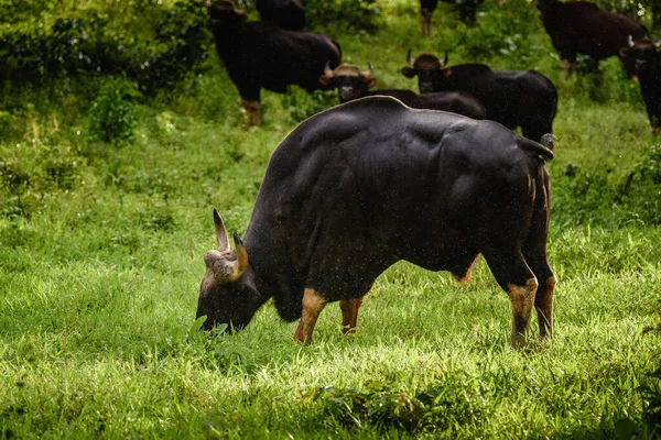 Gaur Bisonte Indio Naturaleza — Foto de Stock