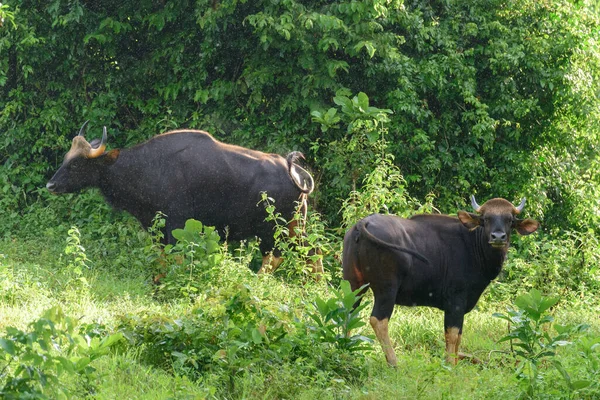 Gaur Bisonte Indio Naturaleza — Foto de Stock