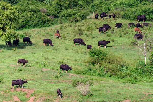 Herde Von Gaur Auf Der Weide — Stockfoto