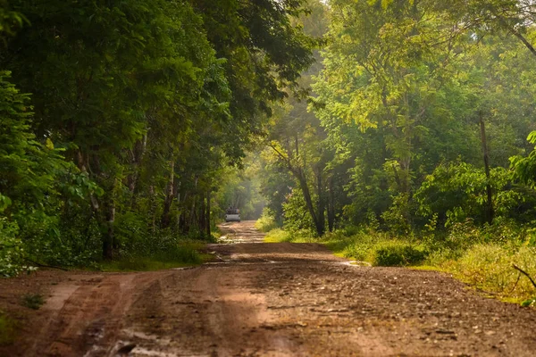 Giungla Tropicale Del Sud Est Asiatico Thailandia — Foto Stock