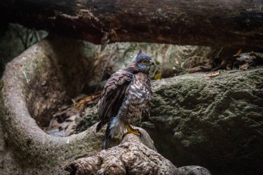 Shikra (Accipiter badius). Kayalık bir yüzeyde, bir su kütlesinin yanında duruyor..