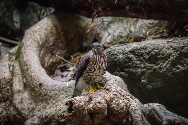 Shikra (Accipiter badius). Kayalık bir yüzeyde, bir su kütlesinin yanında duruyor..