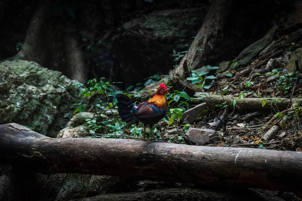 A wild fowl walk on a log in a deep forest.