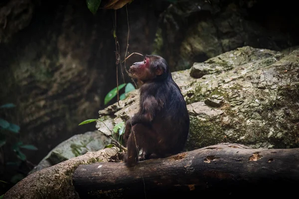Stump Tailed Macaque Een Grote Harige Aap Lastig Grond Woont — Stockfoto