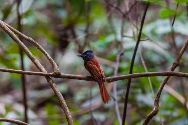 Dişi bir cennet kuşu bir dala tünedi.