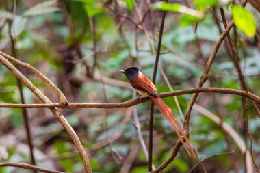 Cennet drongosu Erkek bir dala tünedi