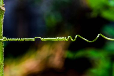 Beautiful vines of cucurbits Spiral Refreshing in the morning