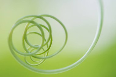 Beautiful Close Up View Of Fresh Green Young Wild Ferns  Bud In Spiral Form With Shallow Depth Of Field