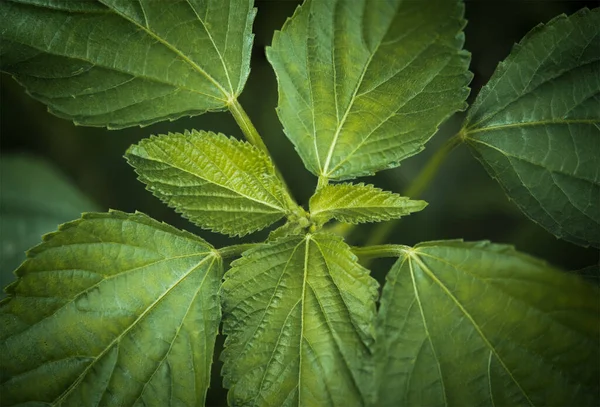 Primeros Planos Vista Naturaleza Hoja Verde Sobre Fondo Vegetación Borrosa — Foto de Stock