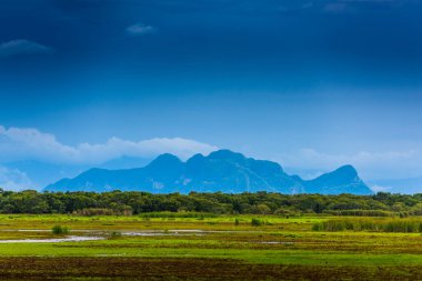 Beautiful scenery of the wetlands of thailand