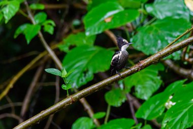 Güzel kuş, Kalp Benekli Ağaçkakan, Hemisirk kanenti