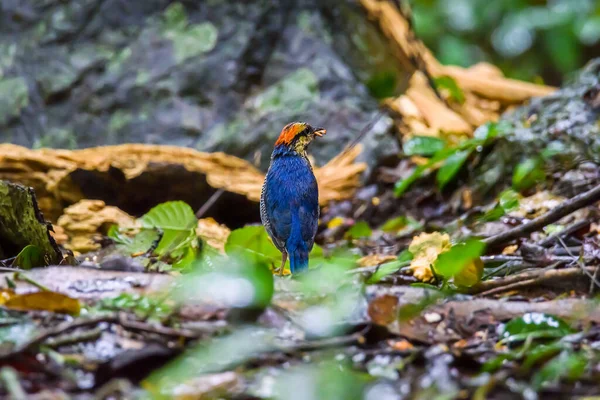 Голубая Птица Питта Стоящая Земле Природе — стоковое фото