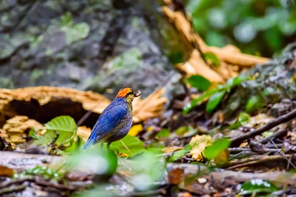 Pitta Bleu Bel Oiseau Debout Sur Sol Dans Nature — Photo